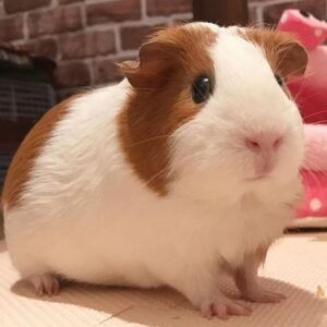 Guinea pigs for sale in spain