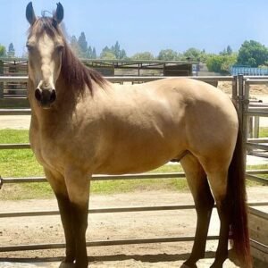 Horses for sale in spain