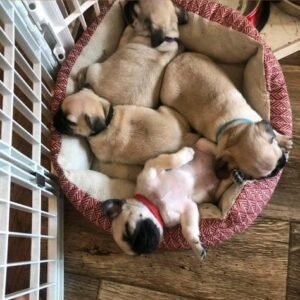 Adorable 16-Week-Old Pug Puppies Available for Adoption in Spain