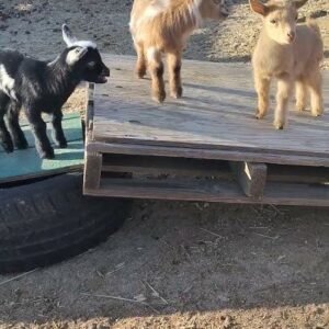 goats and nigerian dwarf goats for sale in spain