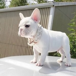 French bulldog puppies for adoption in spain