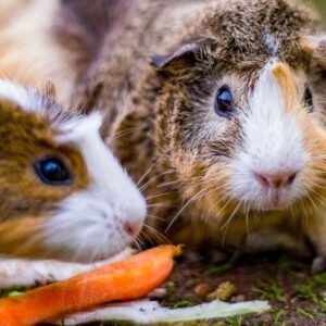 Guinea pigs for sale in spain