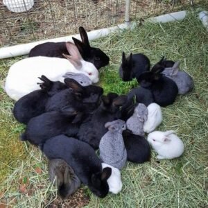 Rabbits for sale in spain