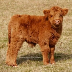 Miniature highland cattle for sale in spain