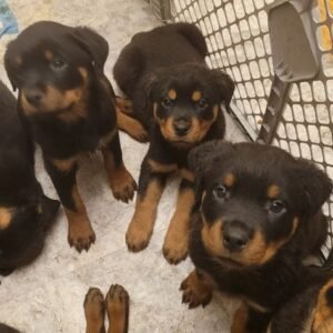 16-Week-Old Rottweiler Puppies Available for Adoption in Spain