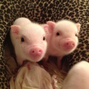 pigs and piglets for sale in spain