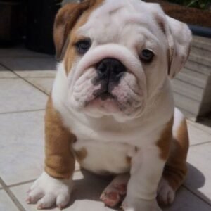 English Bulldog Puppies in spain for adoption