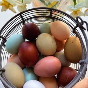 chickens and eggs for sale in spain