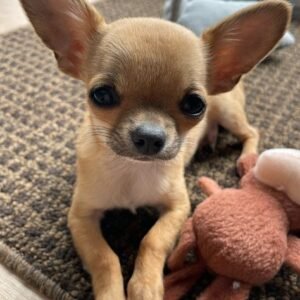 Chihuahua puppies for adoption in spain