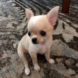 Chihuahua puppies for adoption in spain