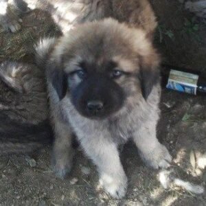 Catalan Sheepdog Puppies for adoption in spain