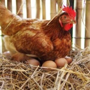 chickens and eggs for sale in spain