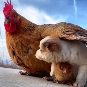 chickens and eggs for sale in spain