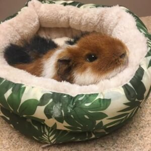 Guinea pigs for sale in spain