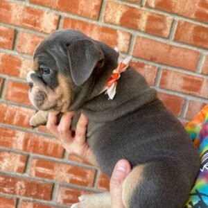 English Bulldog Puppies in spain for adoption