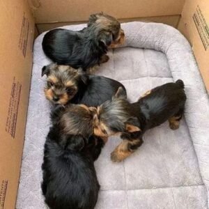 Yorkshire Terrier Puppies for adoption in spain