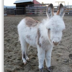 Donkeys for sale in spain