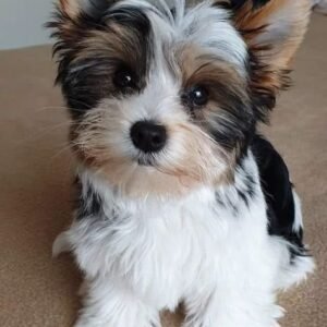 Yorkshire Terrier Puppies for adoption in spain