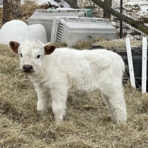 Miniature highland cattle for sale in spain