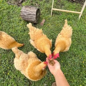 chickens and eggs for sale in spain