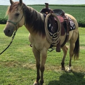 Horses for sale in spain