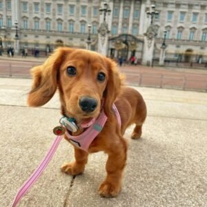 Dachshund Puppies for Adoption in spain