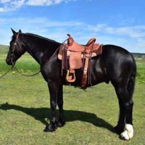 Horses for sale in spain