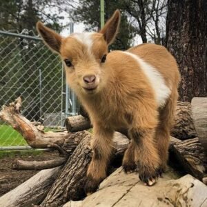 goats and nigerian dwarf goats for sale in spain