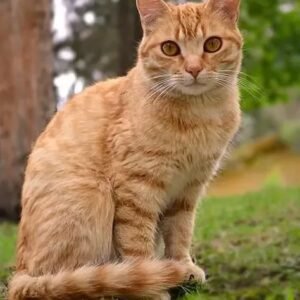 cats and kittens for adoption in Spain{domestic short hair, Siamese, Bengal, british short hair,abyssinian, persian,main coon, ragdoll, norwegian forest cat,phynx peterbald,domestic longhair}