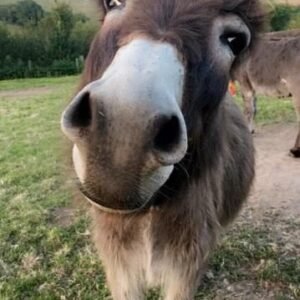 Donkeys for sale in spain