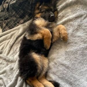 German Shepherd Puppies for adoption in spain