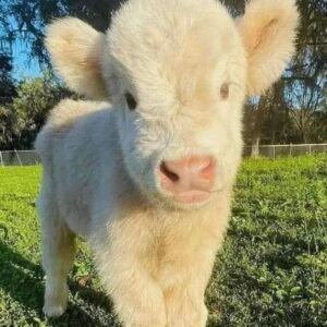 Miniature highland cattle for sale in spain