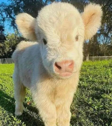 miniature highland cattle for sale in spain