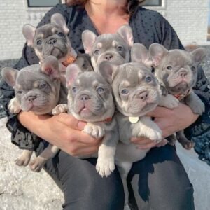 French bulldog puppies for adoption