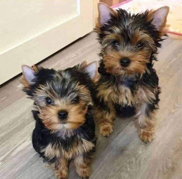 Yorkshire Terrier Puppies for adoption in spain