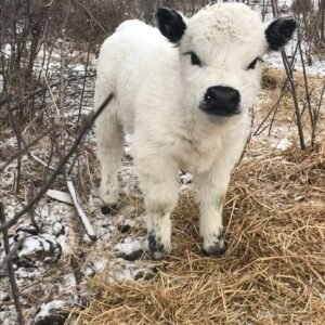 Miniature highland cattle for sale in spain