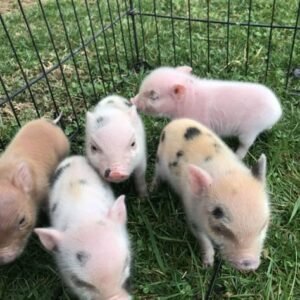 pigs and piglets for sale in spain