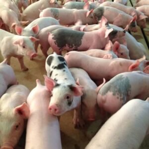 pigs and piglets for sale in spain