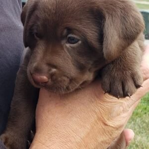 Labrador Retriever Puppies puppies for adoption in spain