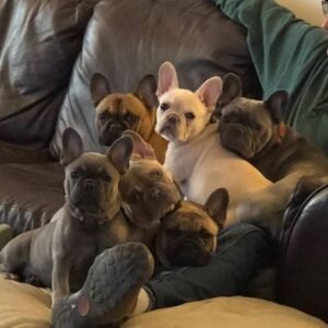 French bulldog puppies for adoption