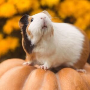 Guinea pigs for sale in spain