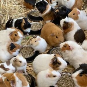 Guinea pigs for sale in spain