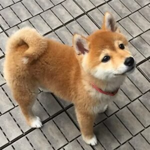 Shiba Inu Puppies Ready for Adoption in Spain