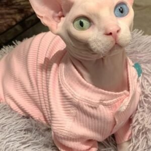 cats and kittens for adoption in Spain{domestic short hair, Siamese, Bengal, british short hair,abyssinian, persian,main coon, ragdoll, norwegian forest cat,phynx peterbald,domestic longhair}