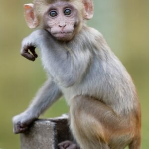 Monkeys for sale in Spain