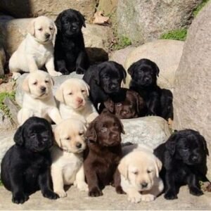 Labrador Retriever Puppies puppies for adoption in spain