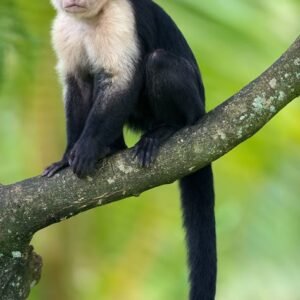 Monkeys for sale in spain