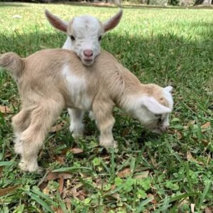 goats and nigerian dwarf goats for sale in spain