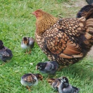 Andaluza Azul (Blue Andalusian)  Cara Blanca (White-Faced Black Spanish) ,Castellana Negra, Combatiente Español , Empordanesa , Euskal Oiloa,Extremeña Azul Galiña de Mos Gallina del Prat (Catalana) Gallina del Sobrarbe , Gallina Ibicenca, Indio de León , Mallorquina ,Menorquina (Minorca) , Murciana, Pardo de León,Pedresa, Penedesenca , Pintarazada, Pita Pinta, Pitiüsa,Utrerana,Valenciana de Chulilla, chickens for sale in Spain