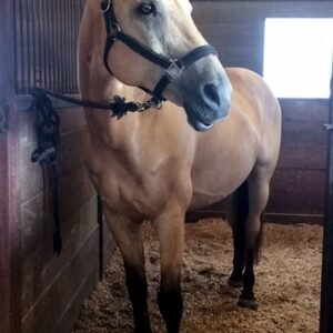 Horses for sale in spain